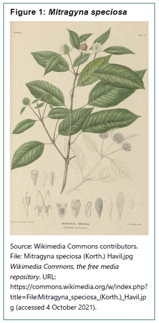 Mitragyna speciosa